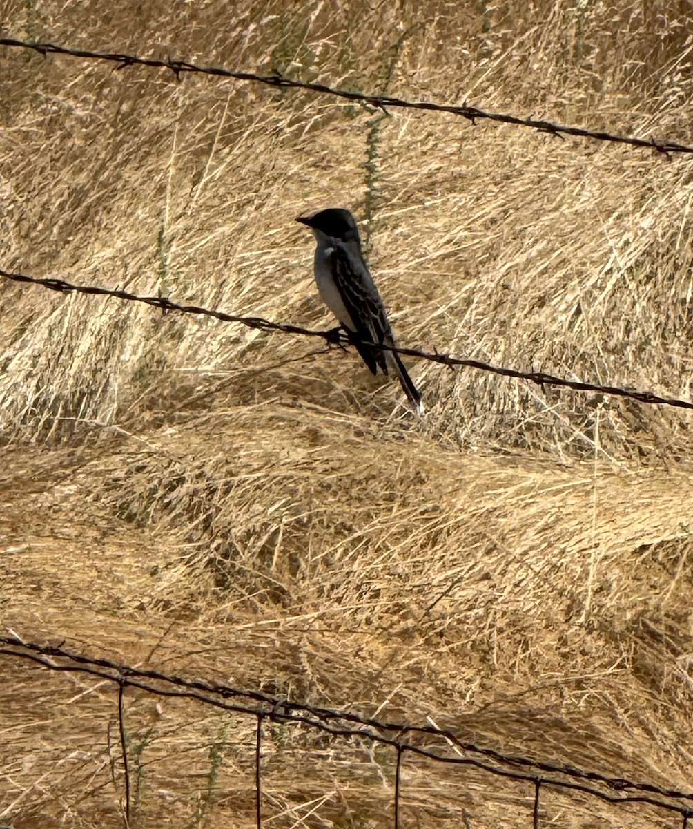 Eastern Kingbird - ML636687952