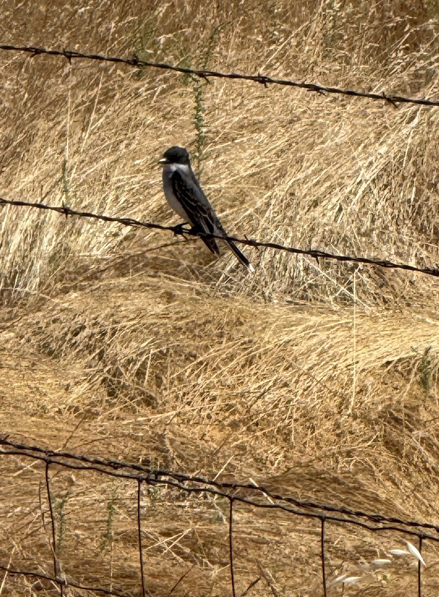Eastern Kingbird - ML636687953