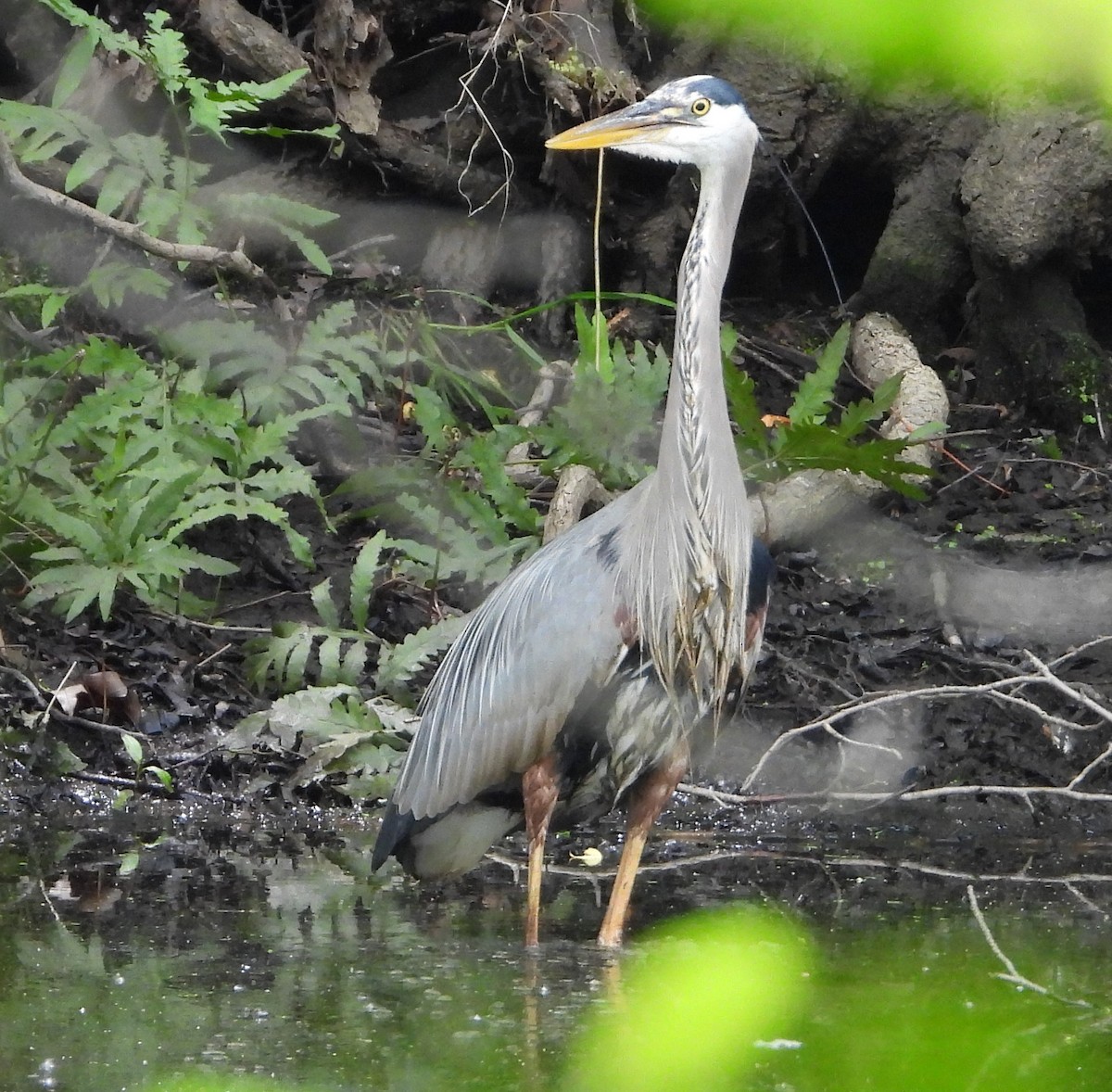 Great Blue Heron - ML636688036