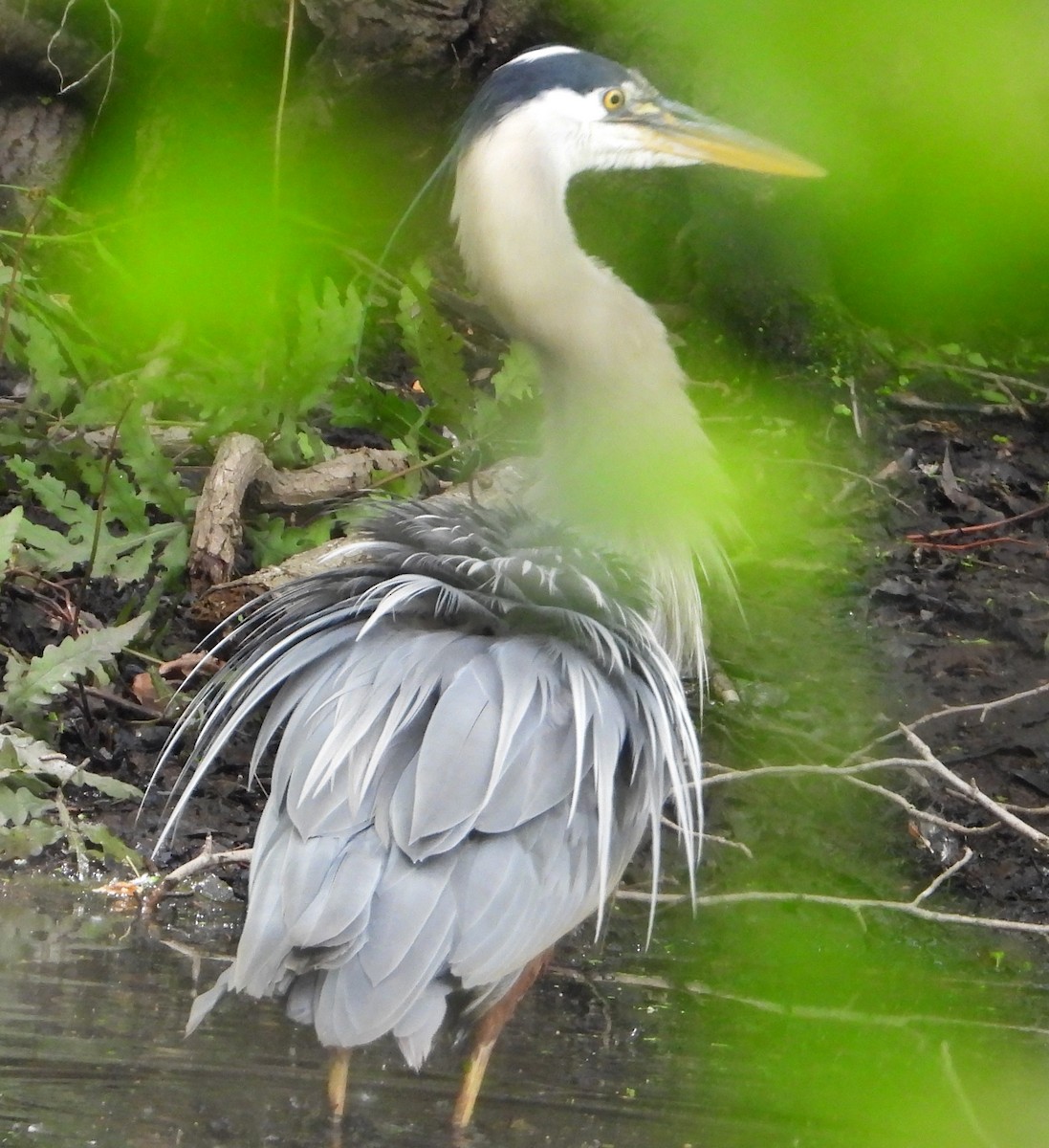 Great Blue Heron - ML636688037