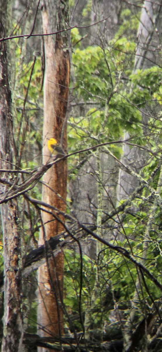 Prothonotary Warbler - ML636688074