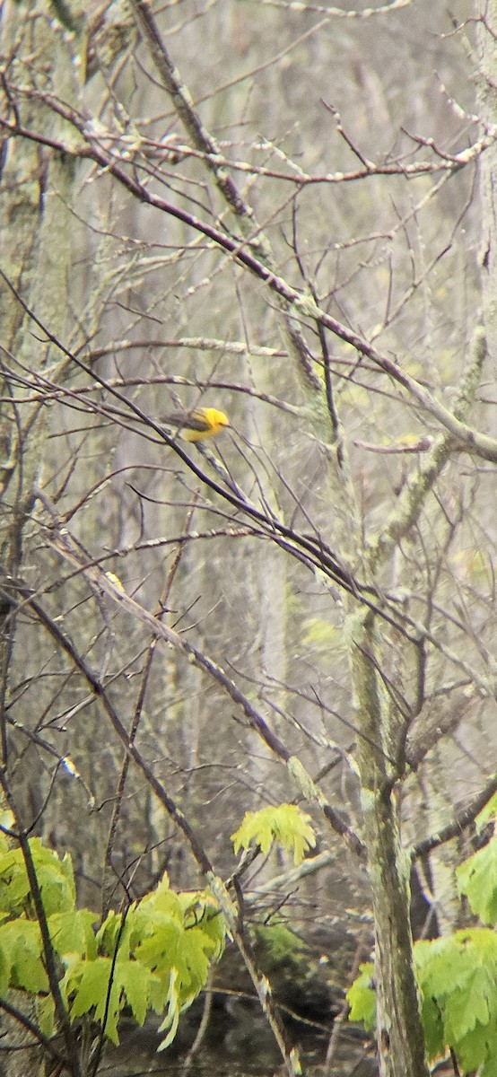 Prothonotary Warbler - ML636688090