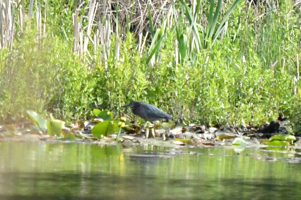 Green Heron - ML636688103