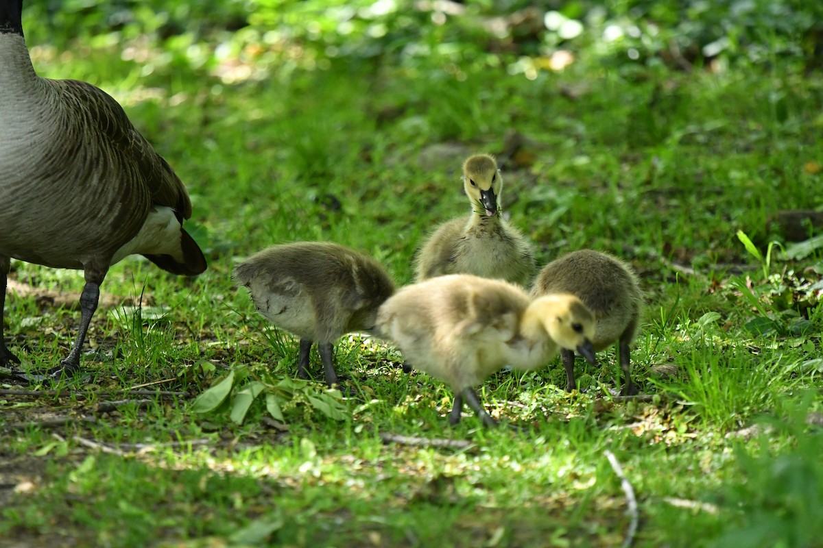 Canada Goose - ML636688131