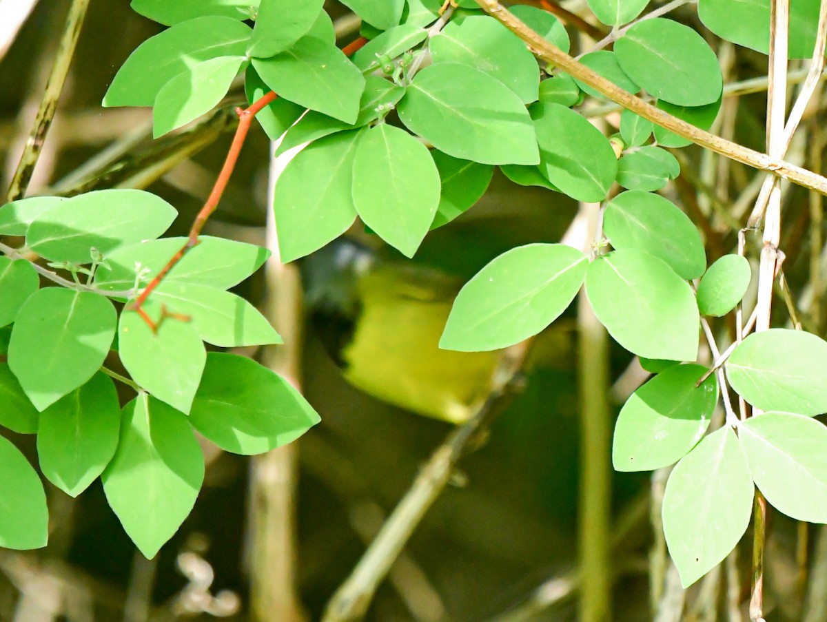 Mourning Warbler - ML636688156