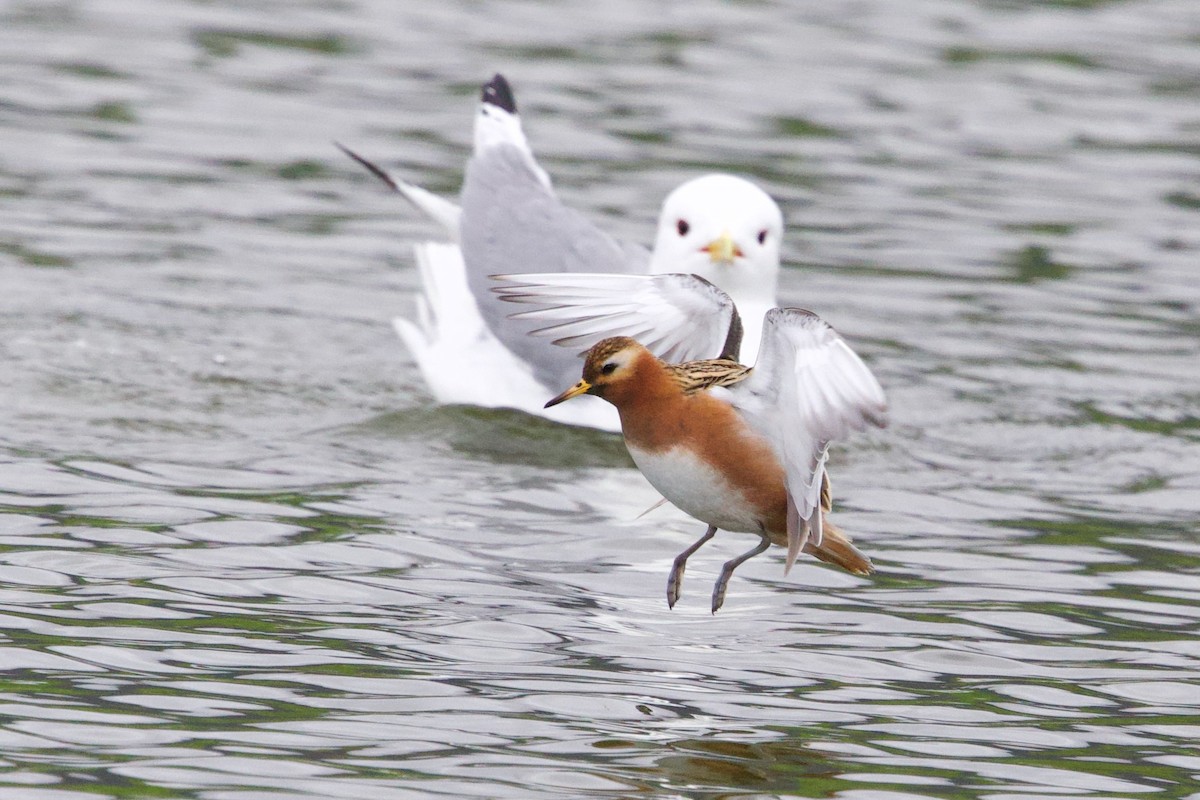 Red Phalarope - ML636688241