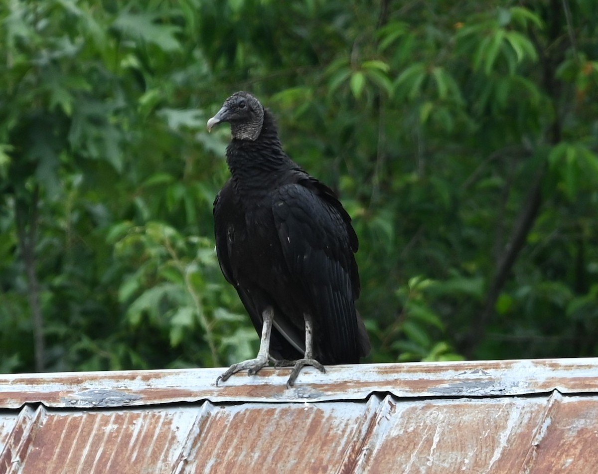 Black Vulture - ML636688297