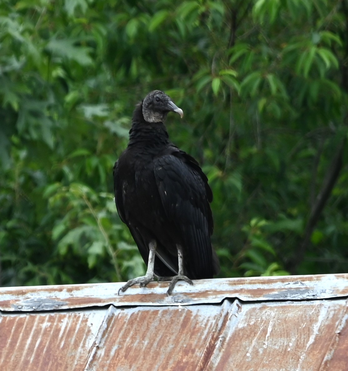 Black Vulture - ML636688307