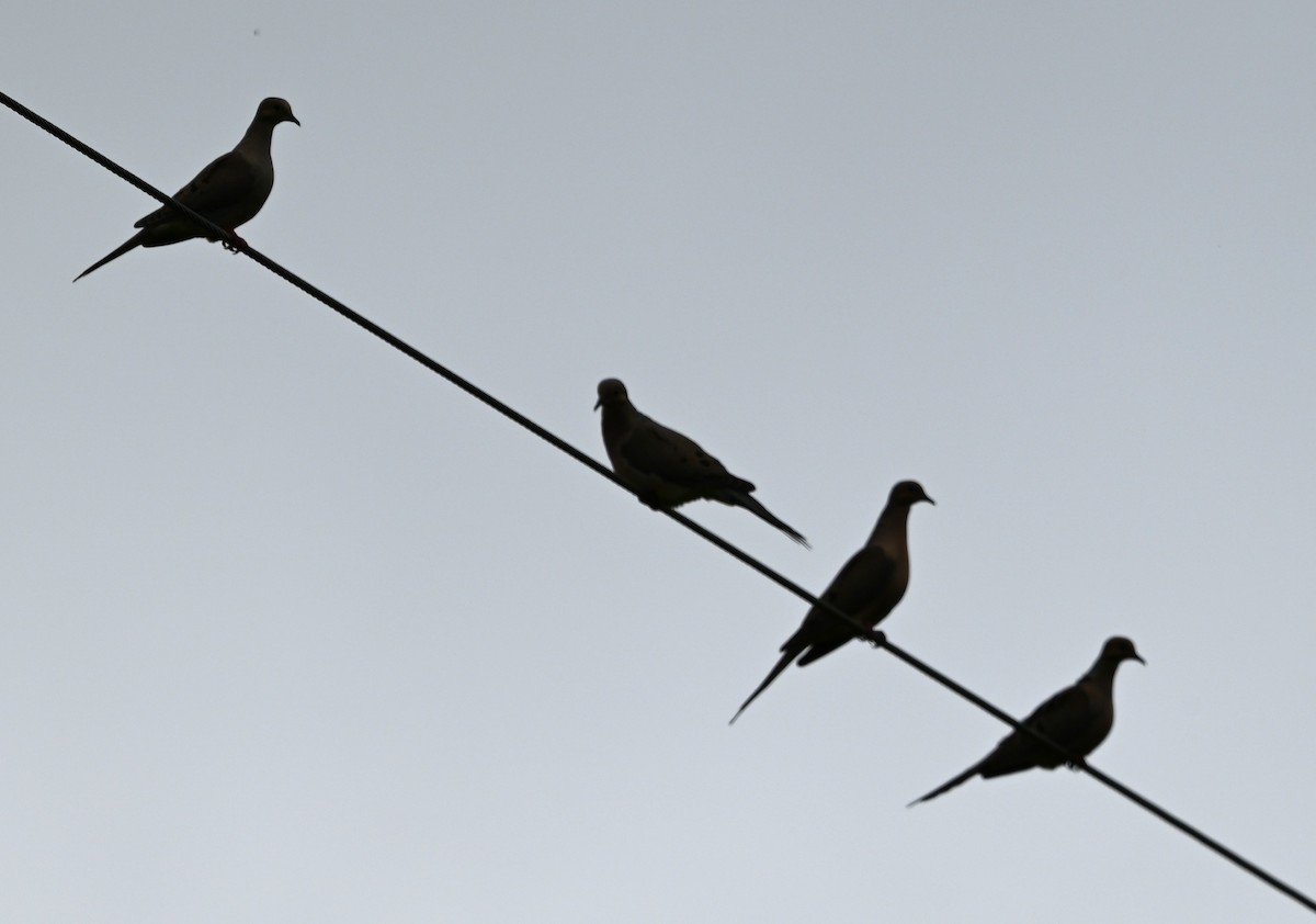 Mourning Dove - ML636688313