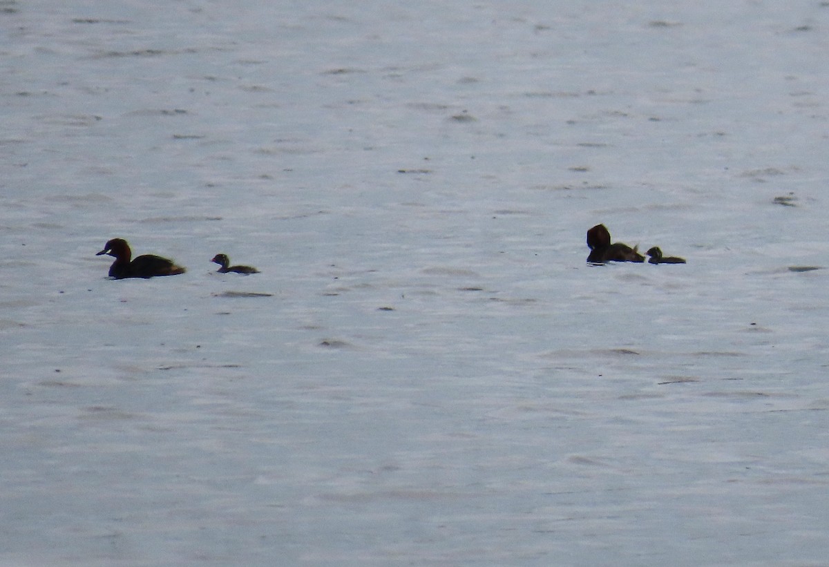 Little Grebe (Tricolored) - ML636688342