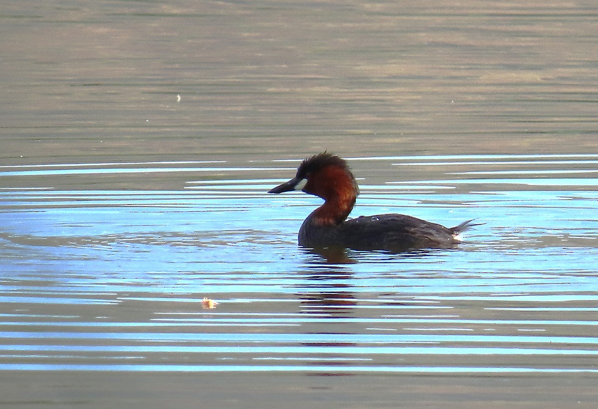 Little Grebe (Tricolored) - ML636688343