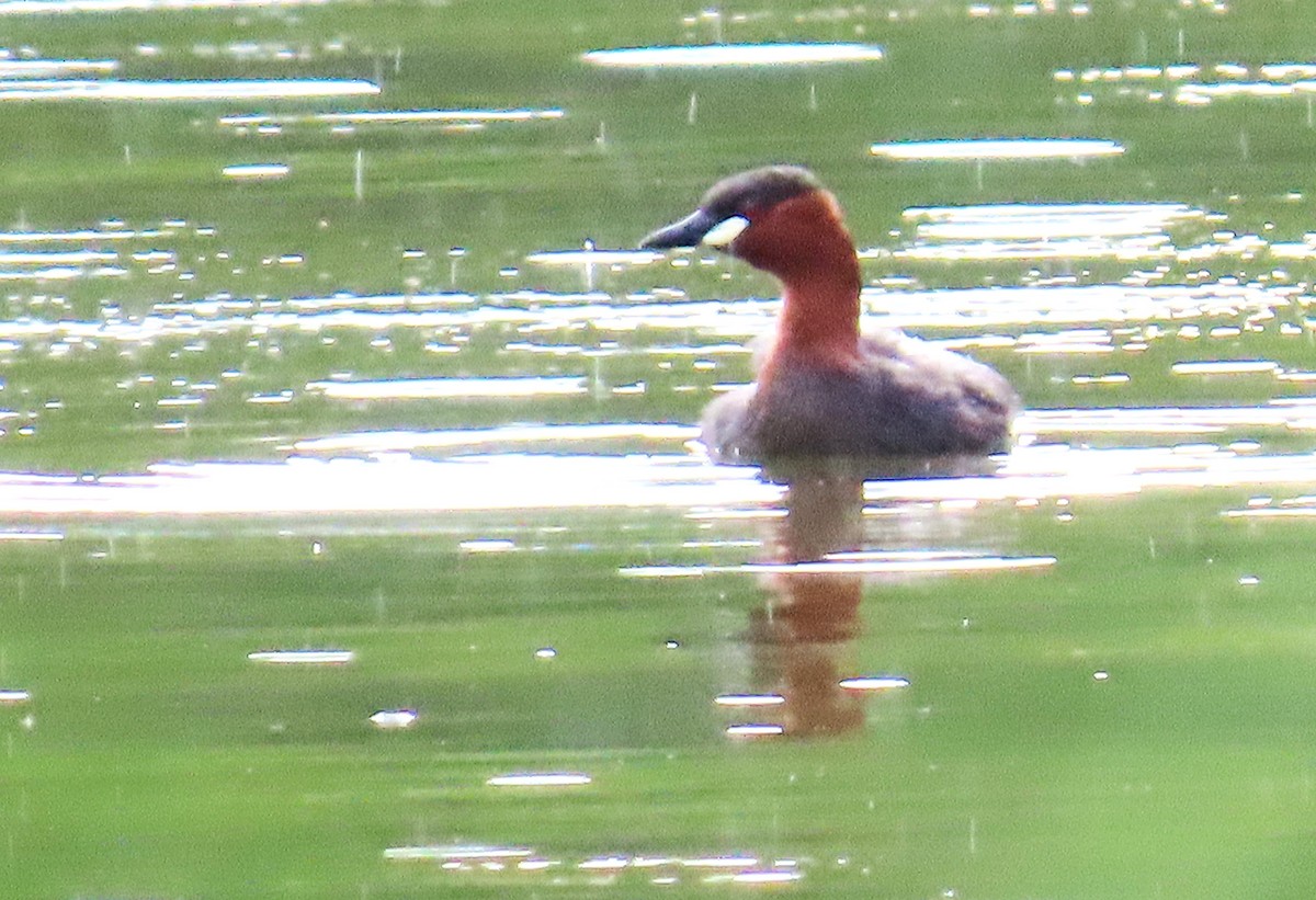 Little Grebe (Tricolored) - ML636688344