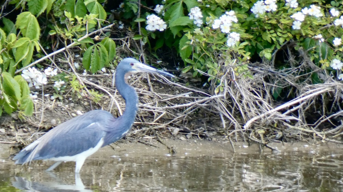 volavka tříbarvá - ML636688358