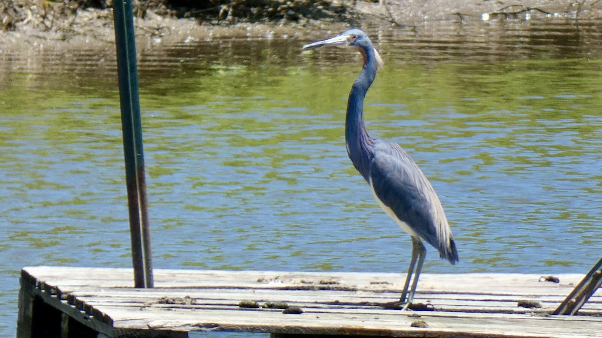 volavka tříbarvá - ML636688364