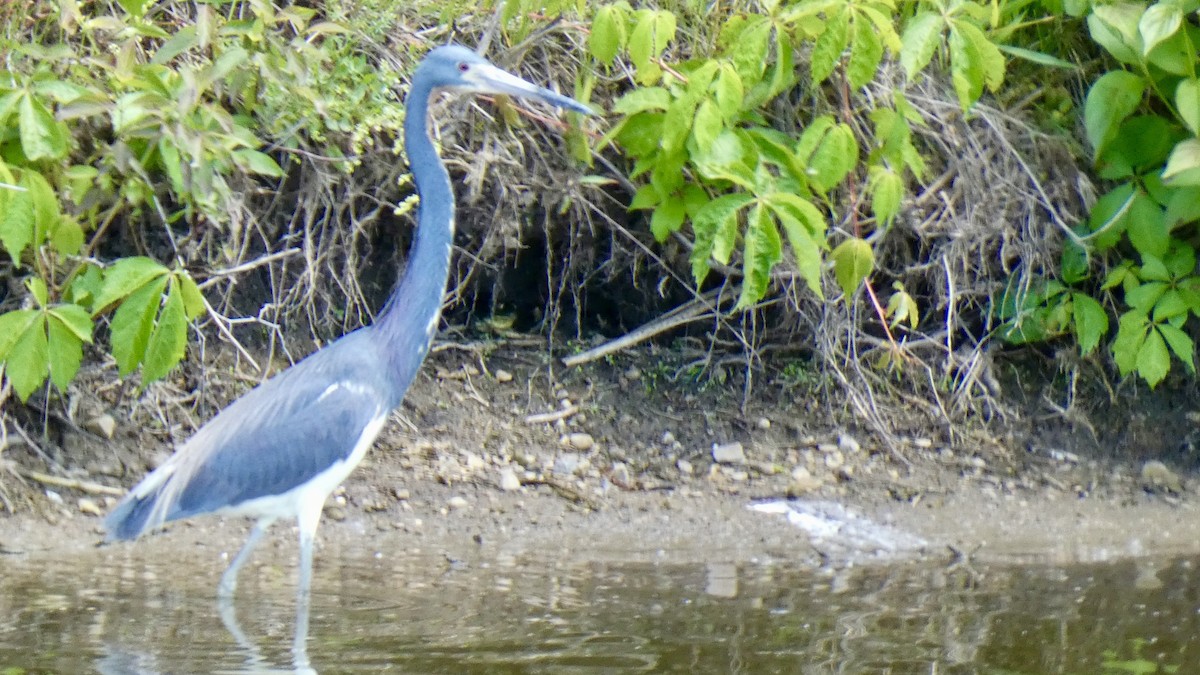 volavka tříbarvá - ML636688365