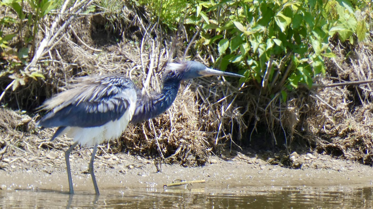 volavka tříbarvá - ML636688366