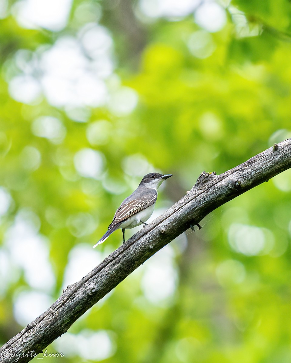 Eastern Kingbird - ML636688378
