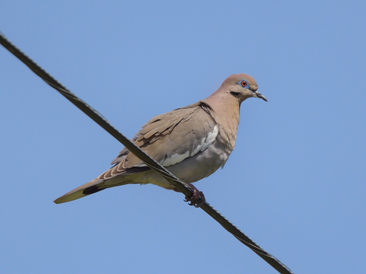 White-winged Dove - ML636688385