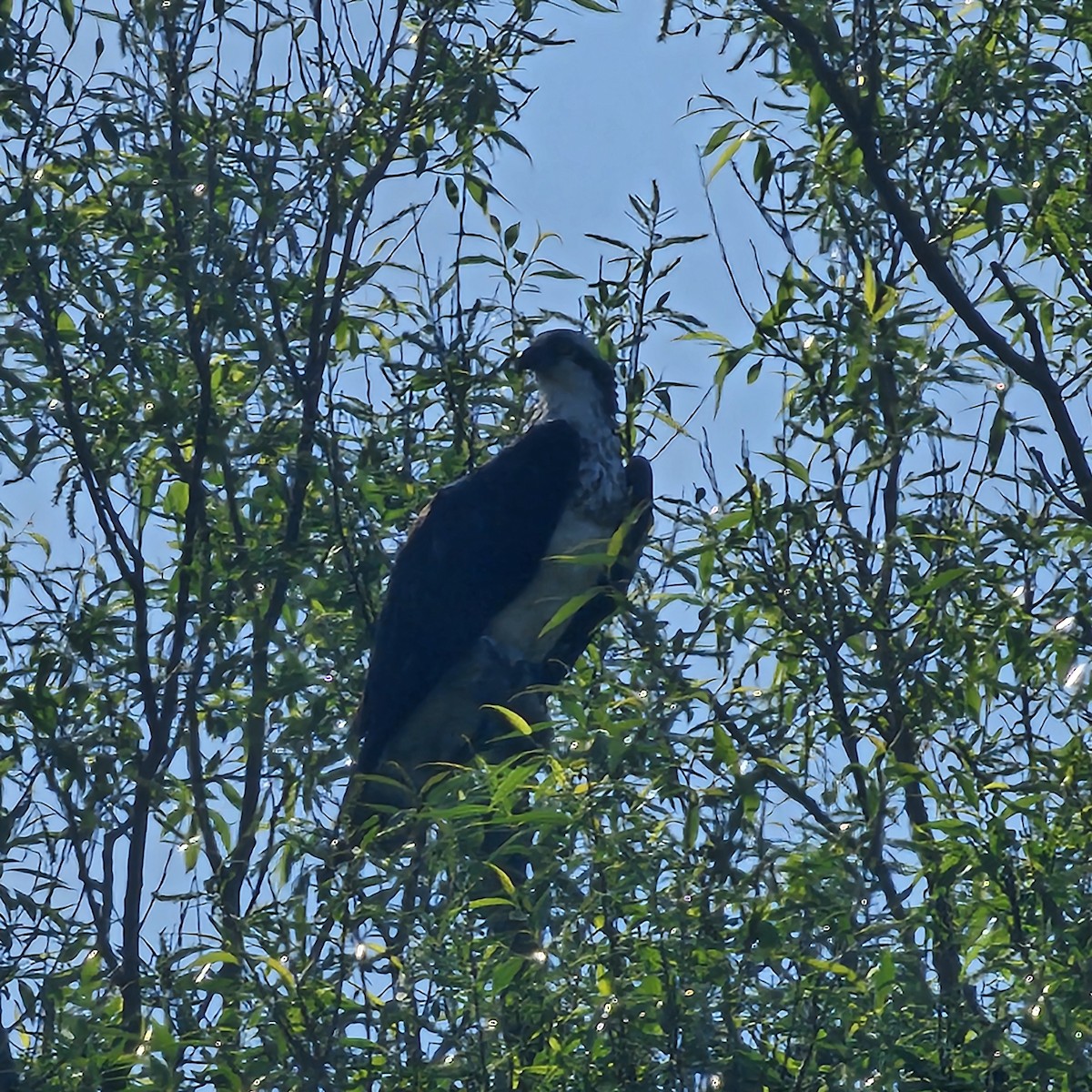 Osprey - ML636688541