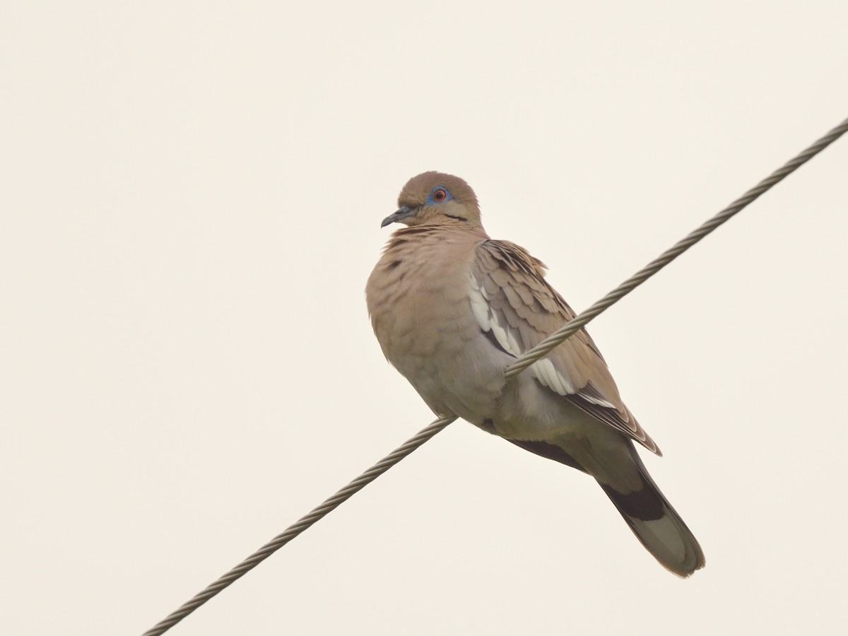 White-winged Dove - ML636688573