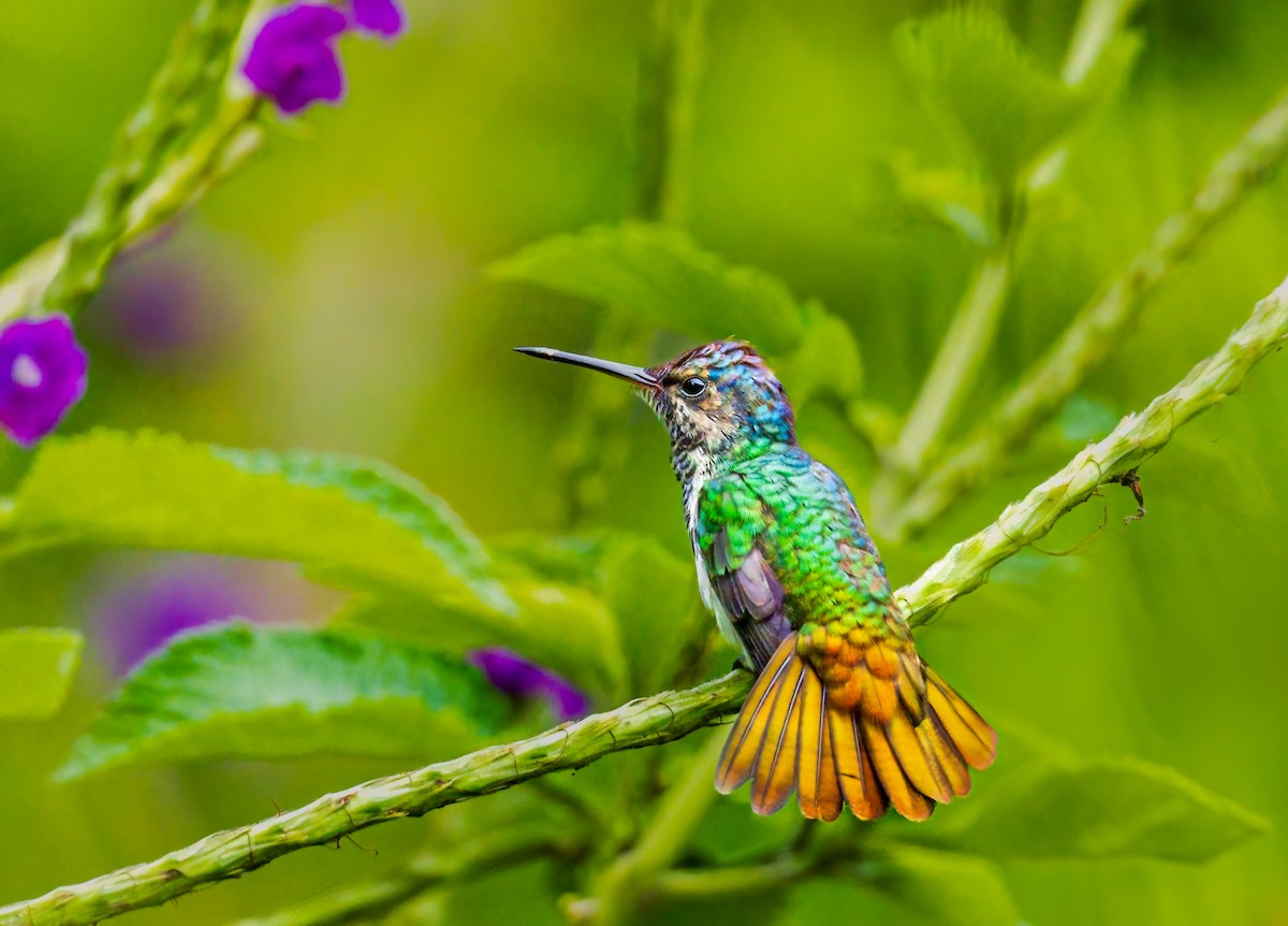 Golden-tailed Sapphire - ML636688628