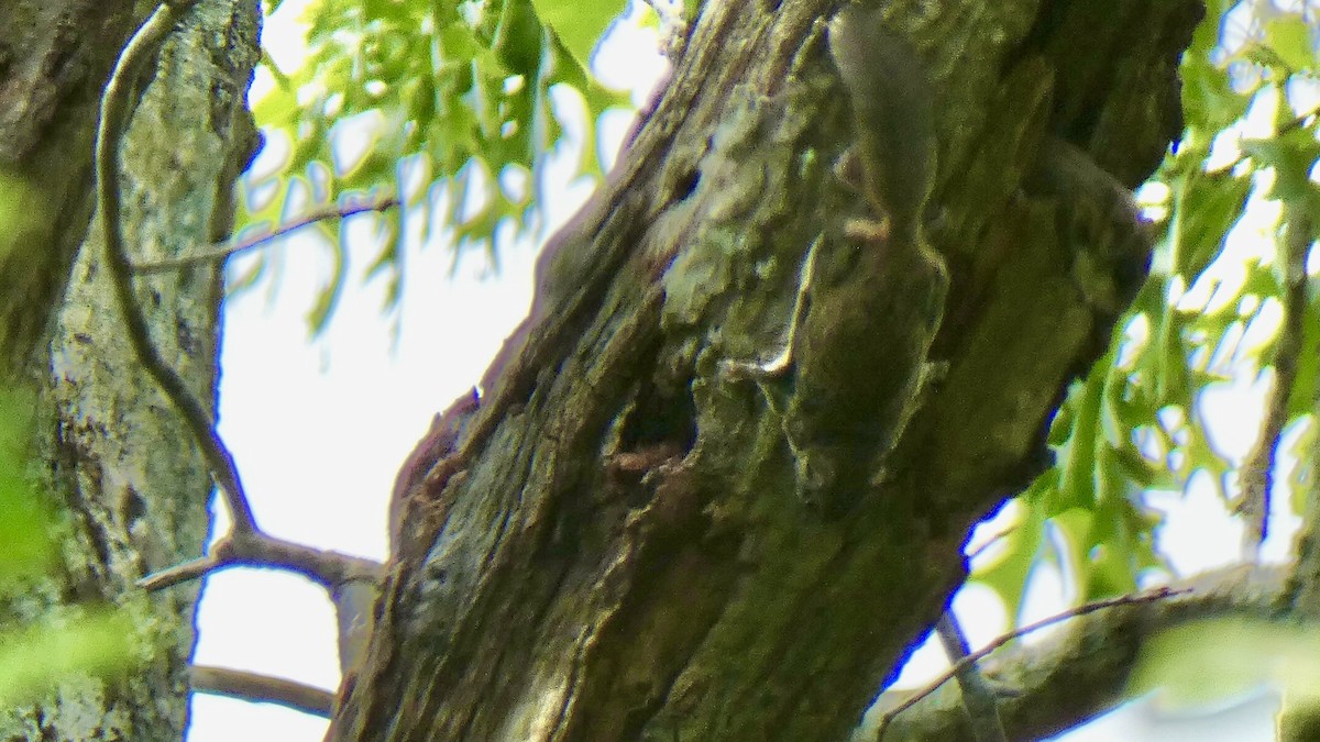 Southern Flying Squirrel - ML636688653