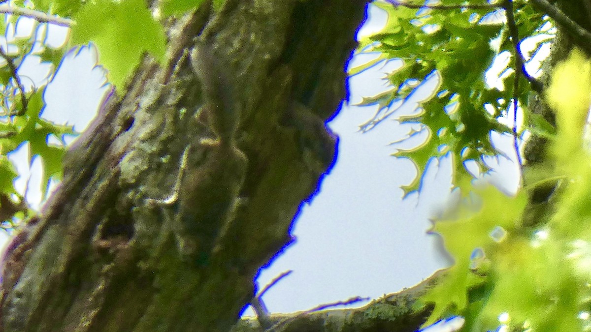 Southern Flying Squirrel - ML636688654