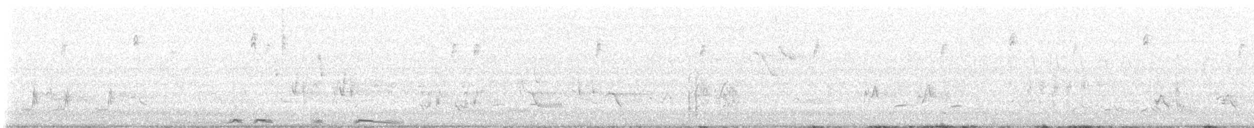 White-winged Dove - ML636688663