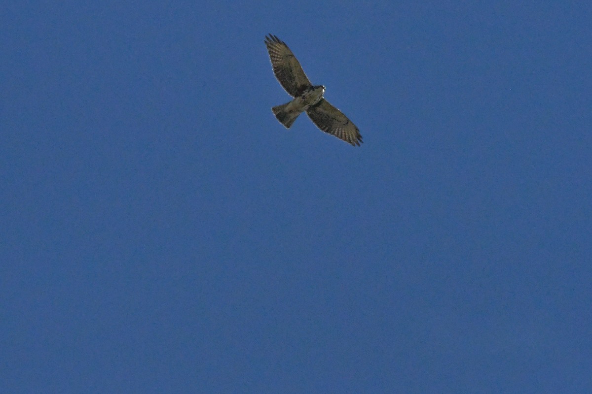 White-throated Hawk - ML636688697