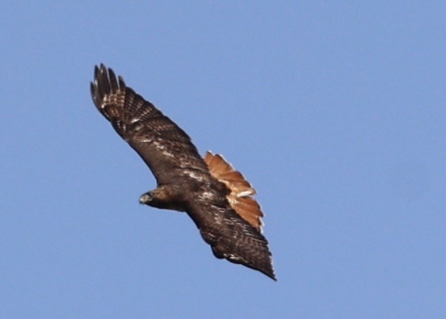 Red-tailed Hawk - ML636688728