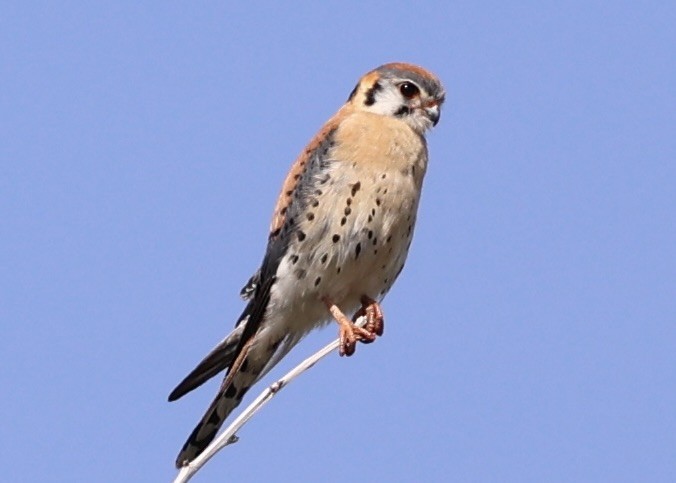 American Kestrel - ML636688748