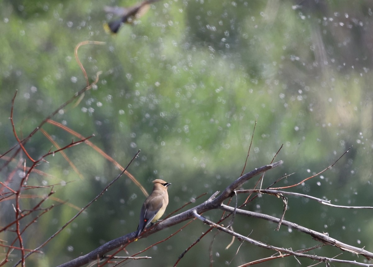 Cedar Waxwing - ML636688767