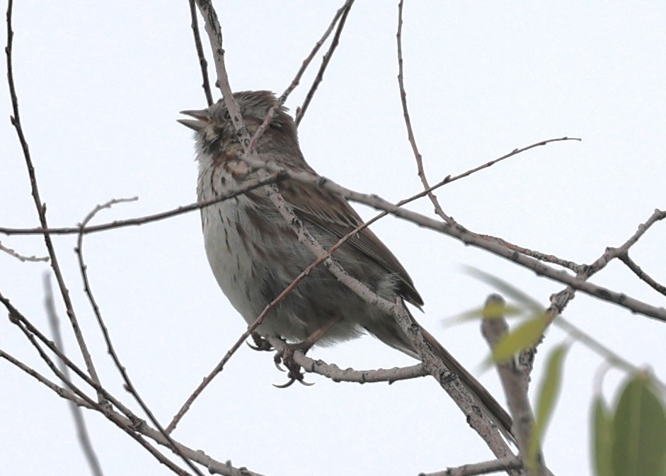 Song Sparrow - ML636688775