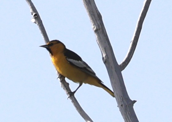 Bullock's Oriole - ML636688784