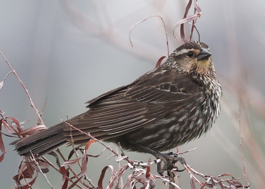 Red-winged Blackbird - ML636688802