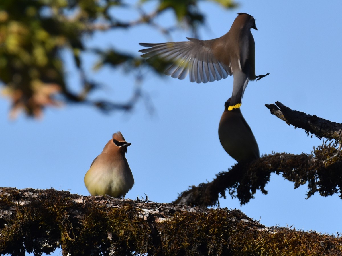 Cedar Waxwing - ML636689042