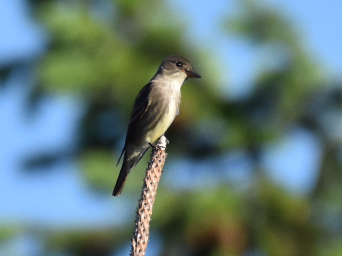 Olive-sided Flycatcher - ML636689101