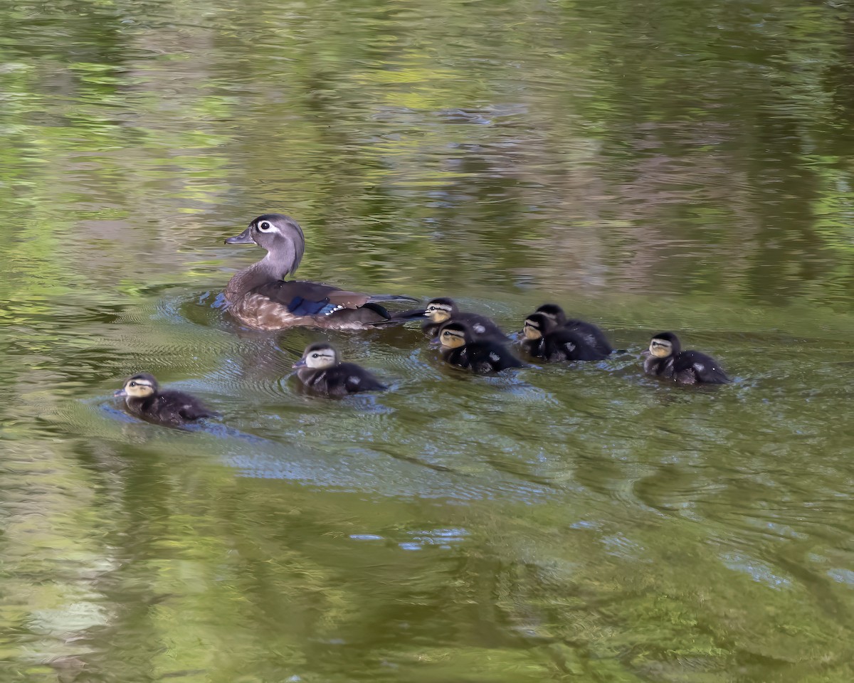 Wood Duck - ML636689109