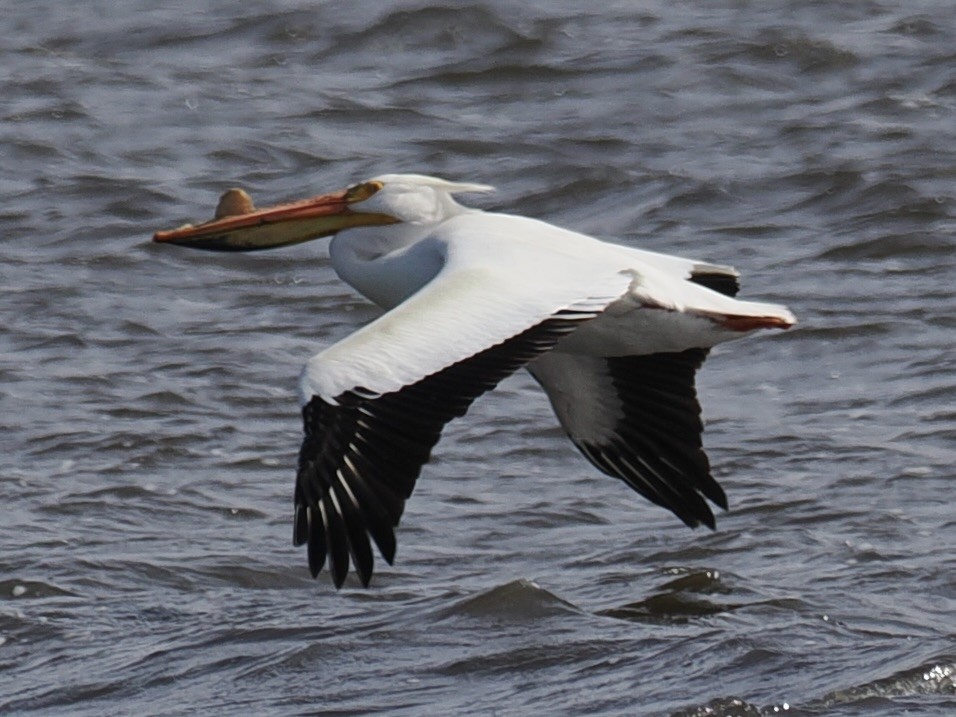 American White Pelican - ML636689210