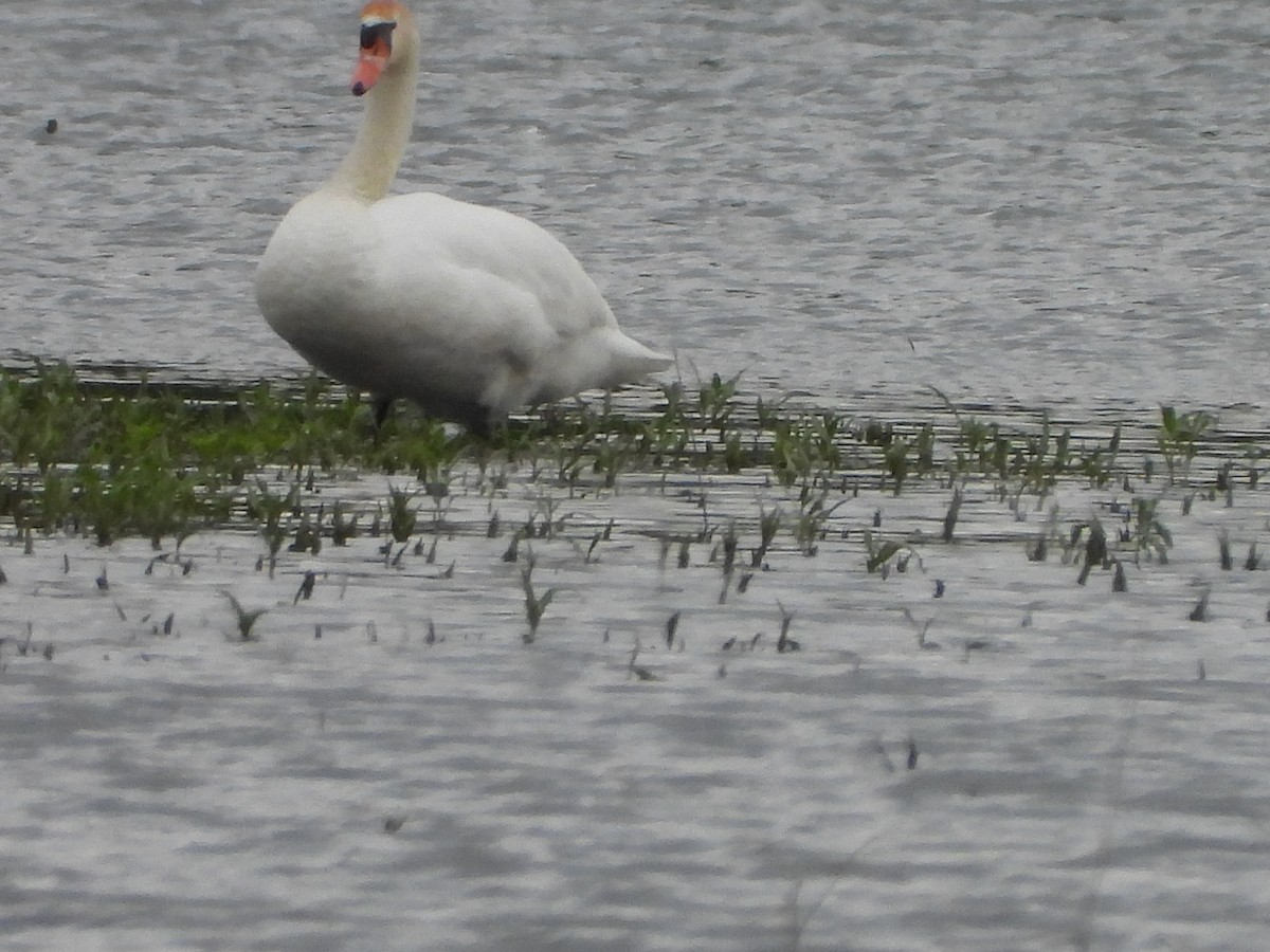 Mute Swan - ML636689387