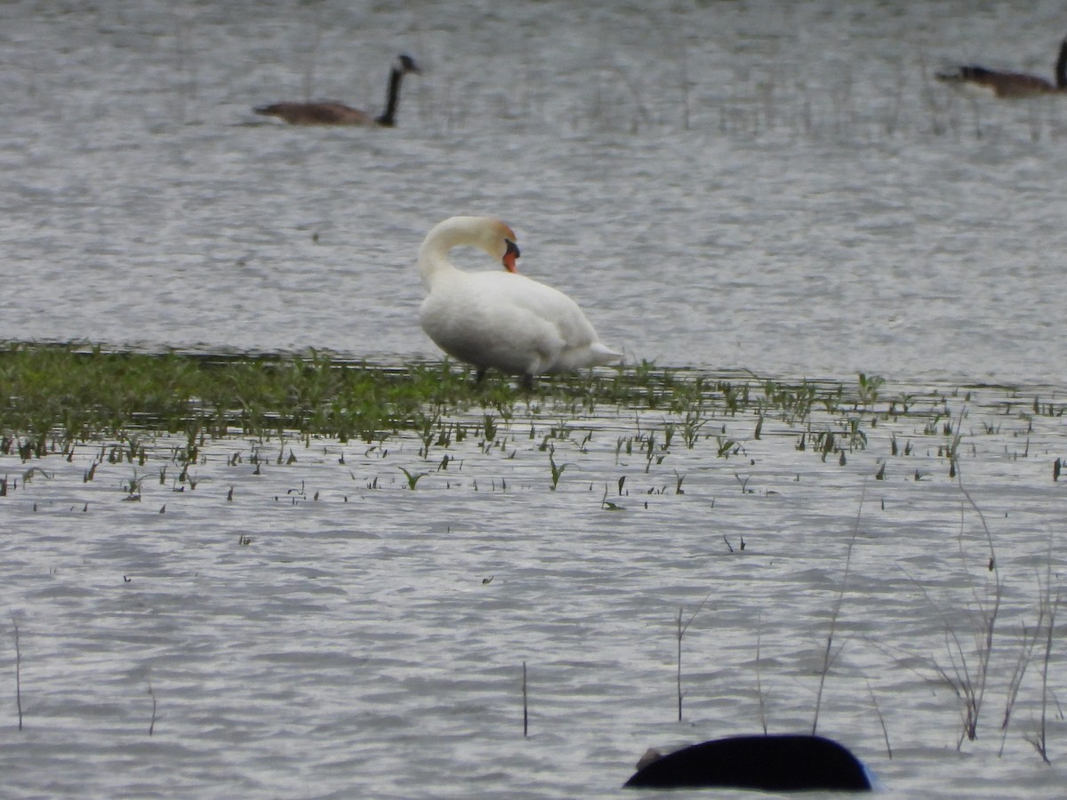 Mute Swan - ML636689388