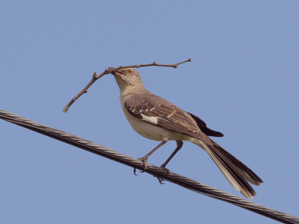 Northern Mockingbird - ML636689442