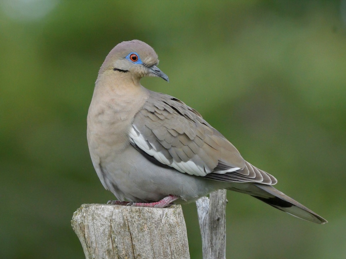 White-winged Dove - ML636689568
