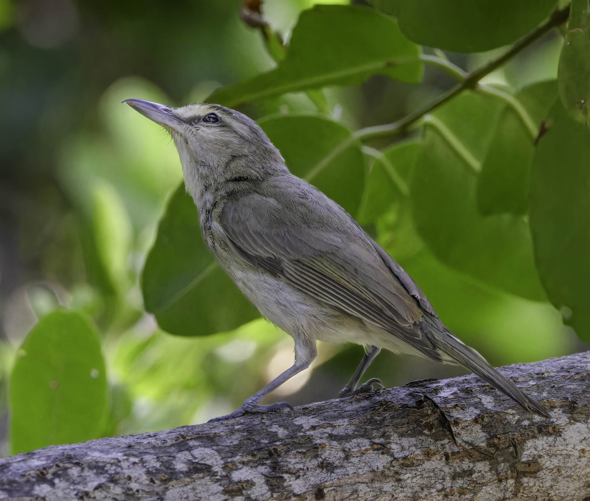 Yucatan Vireo - ML636689623