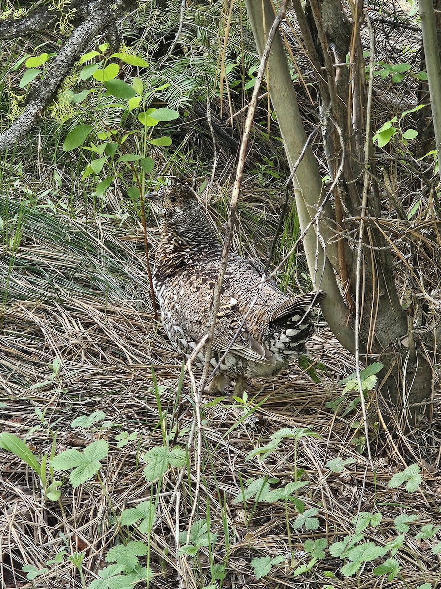 Spruce Grouse - ML636689624