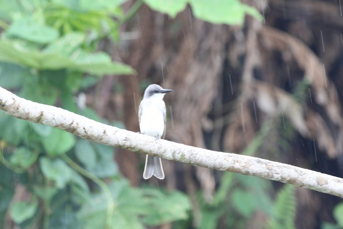 Gray Kingbird - ML636689750