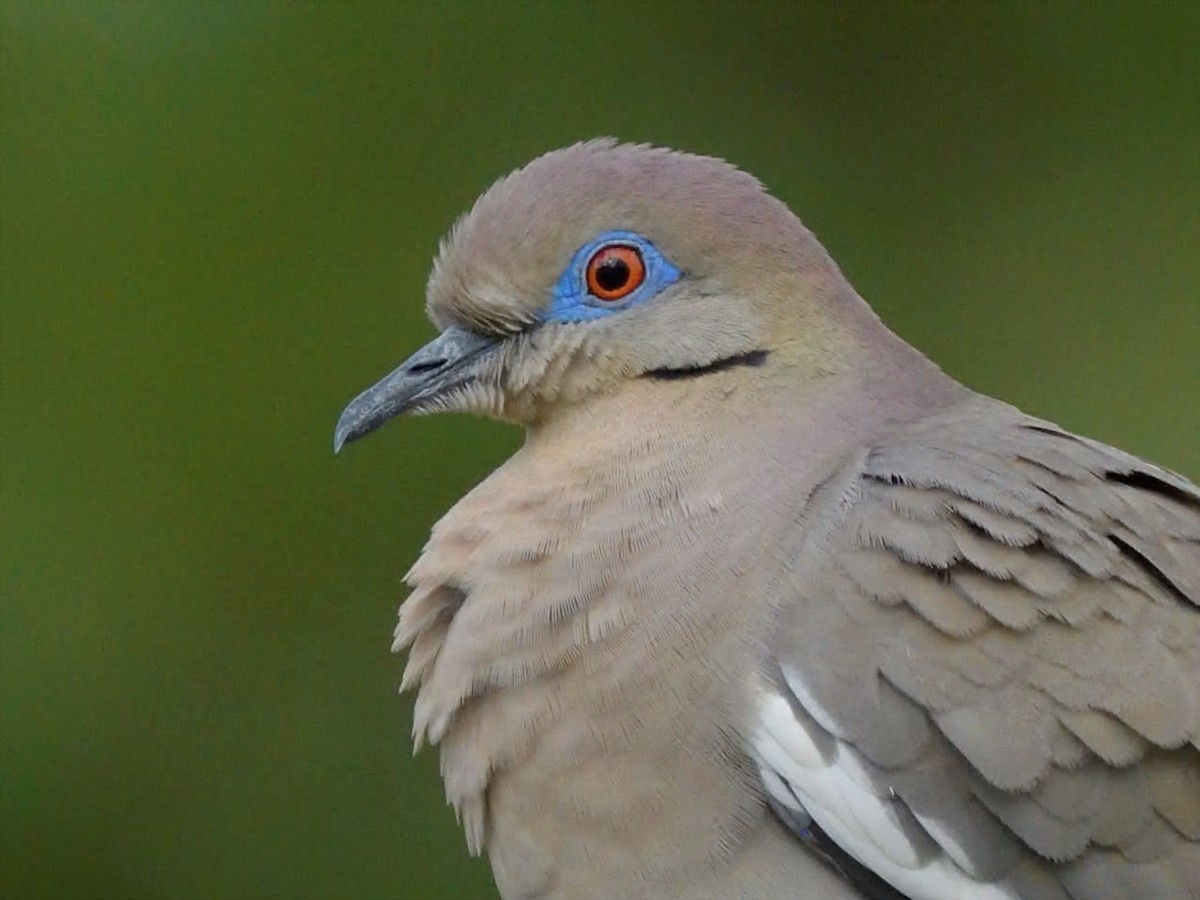 White-winged Dove - ML636689840