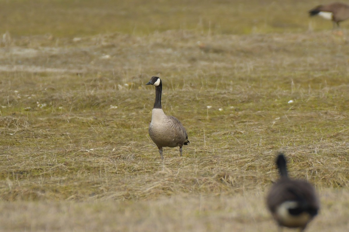 Canada Goose (canadensis Group) - ML636689931