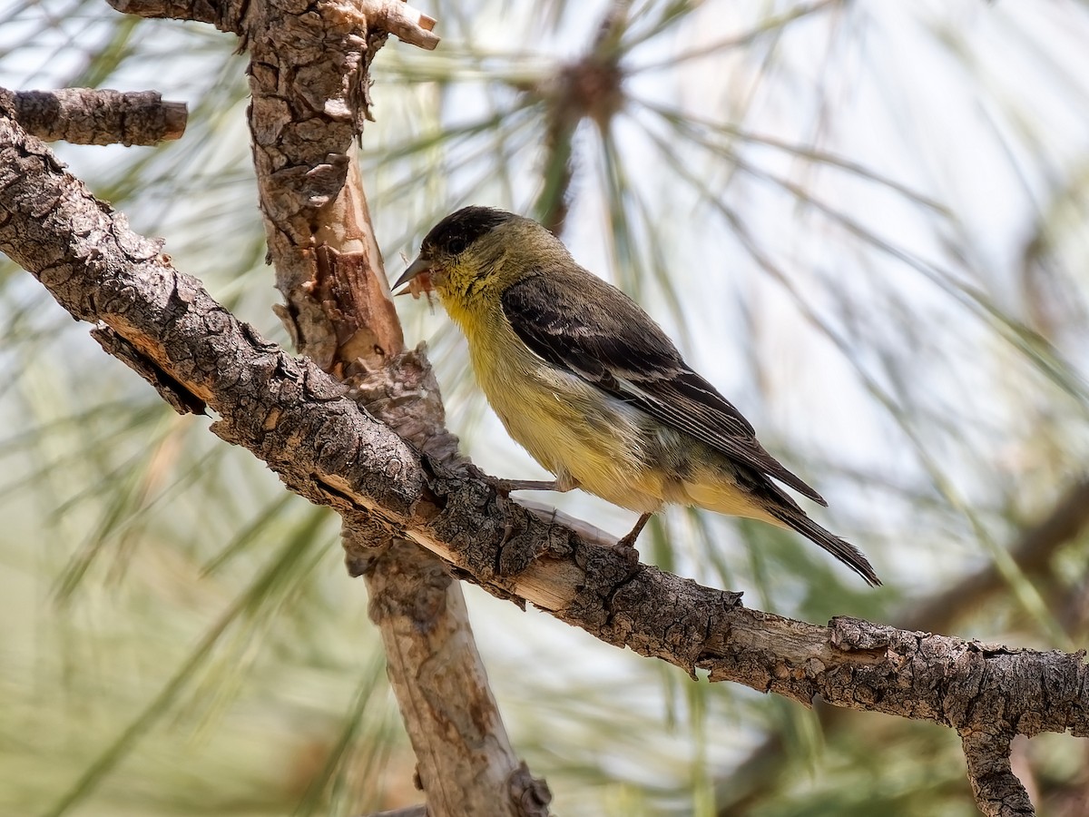 Lesser Goldfinch - ML636690047