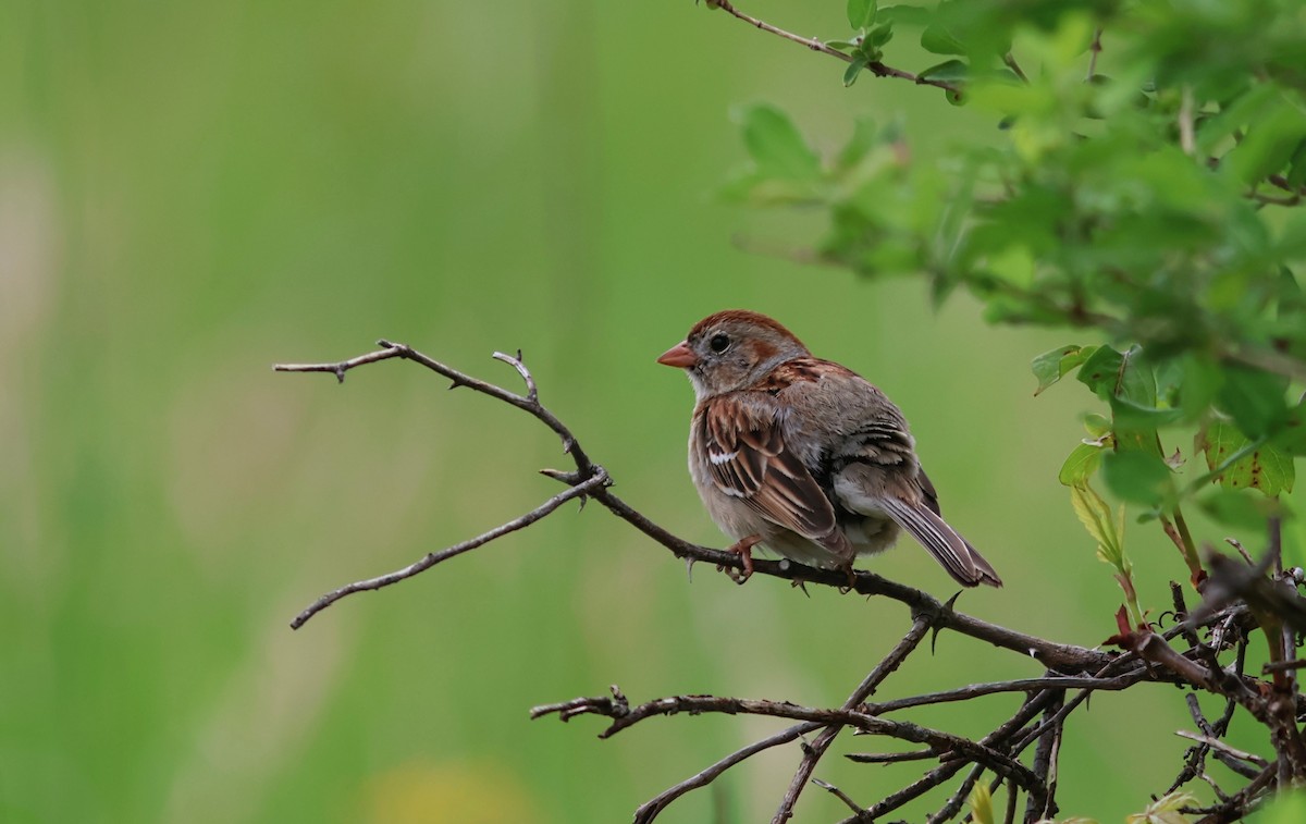 Field Sparrow - ML636690153